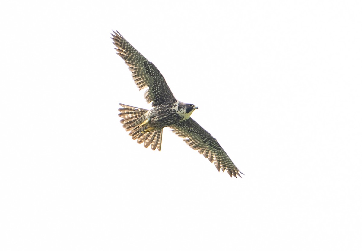 Peregrine Falcon - ML618860925