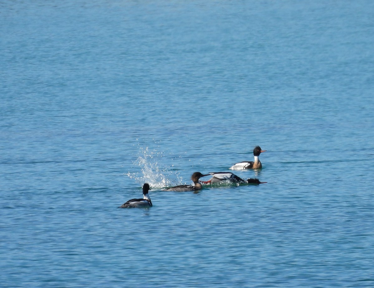 Red-breasted Merganser - ML618860930