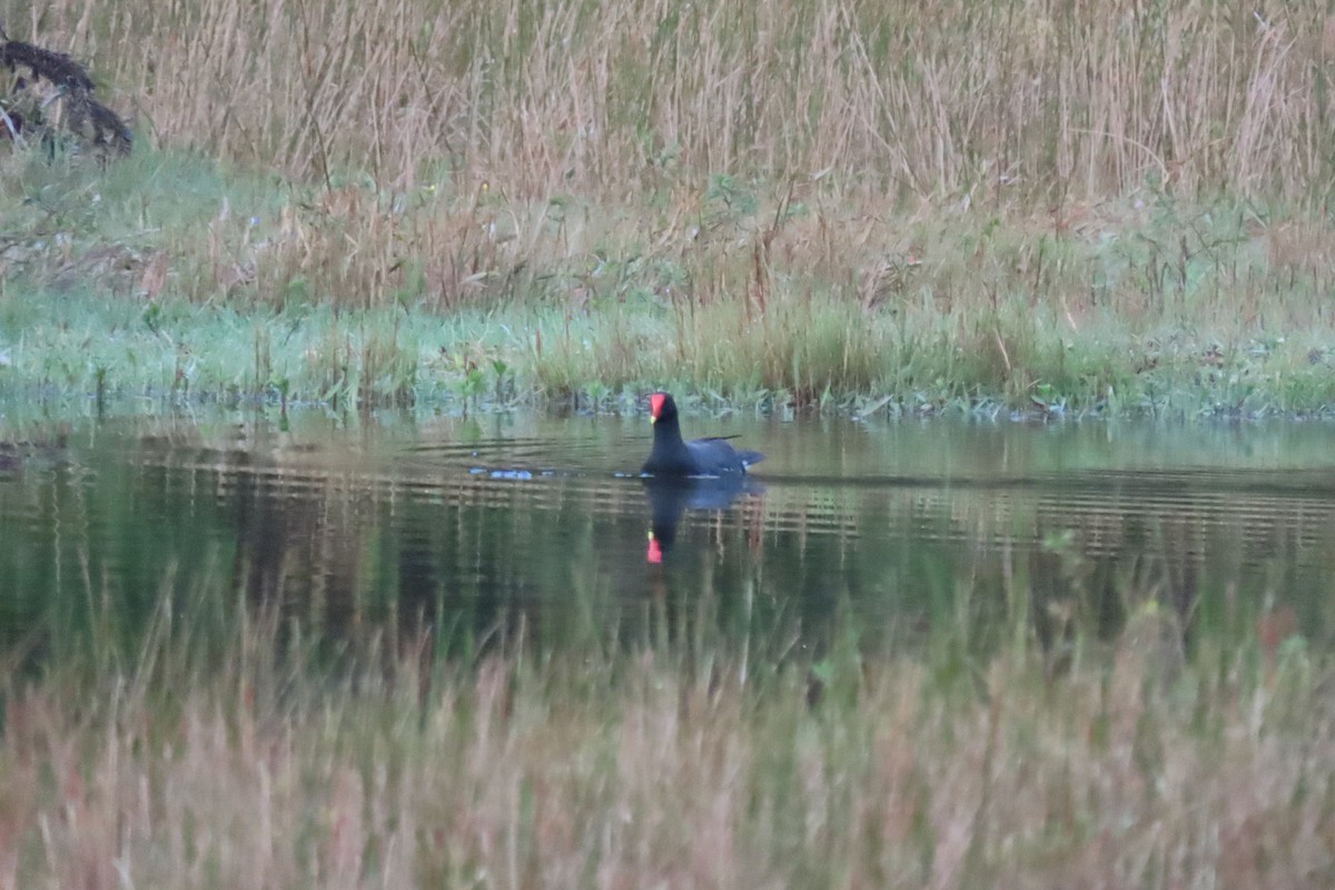 Common Gallinule - Lidiorlan Bortolaz