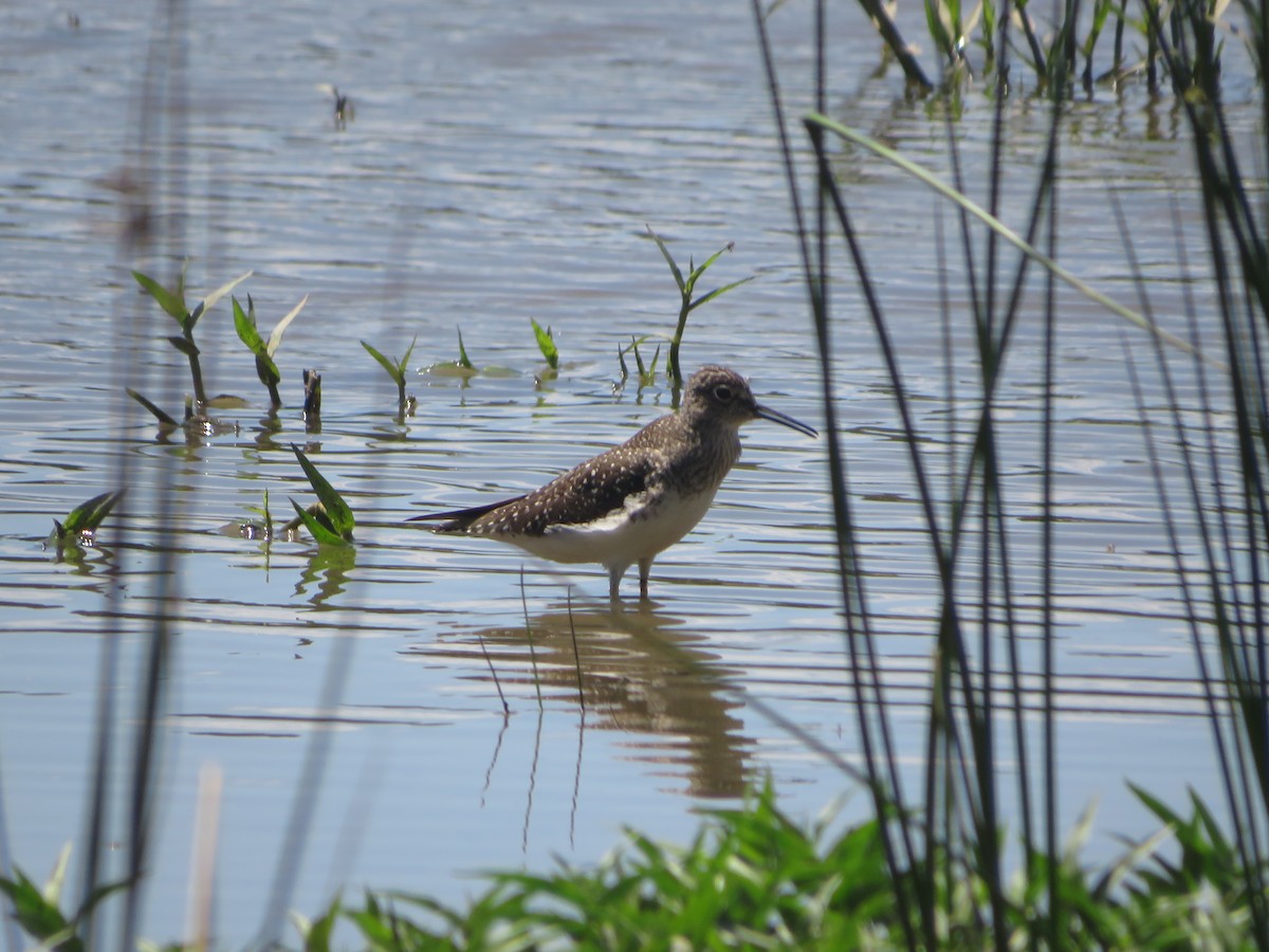 Solitary Sandpiper - Joel Jacobson