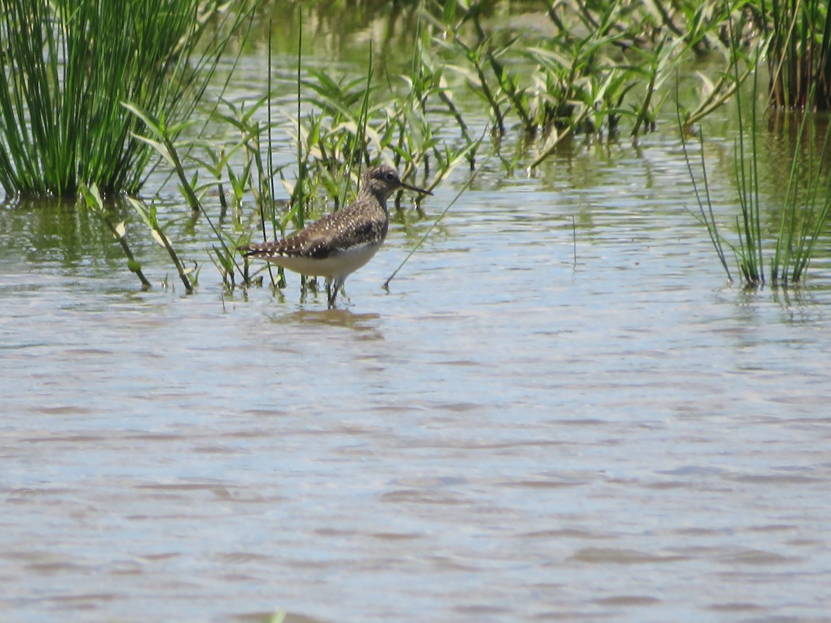 Solitary Sandpiper - Joel Jacobson