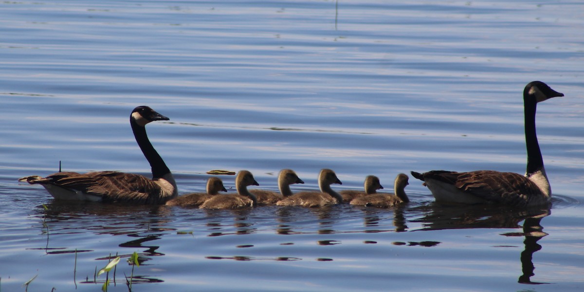 Canada Goose - Rachel Rebel