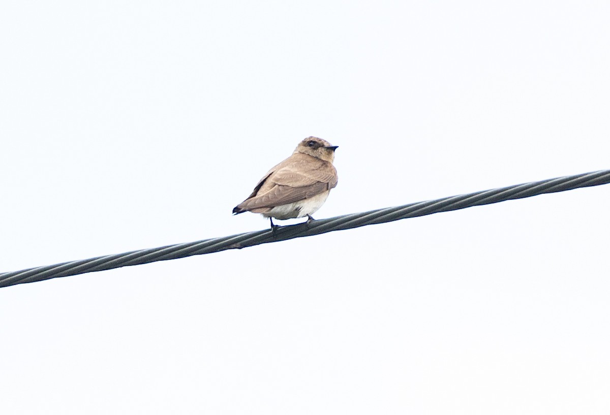 Northern Rough-winged Swallow - Gabrielle Harper