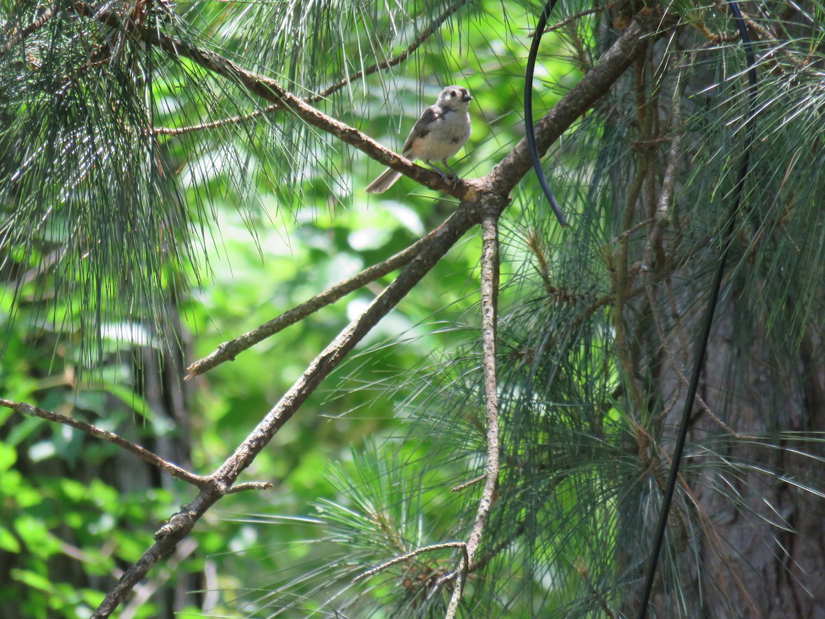 Tufted Titmouse - Sam Holcomb