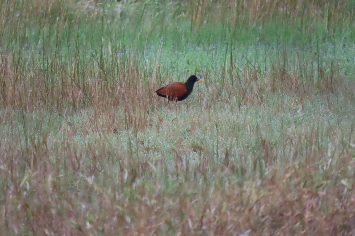 Wattled Jacana - Lidiorlan Bortolaz