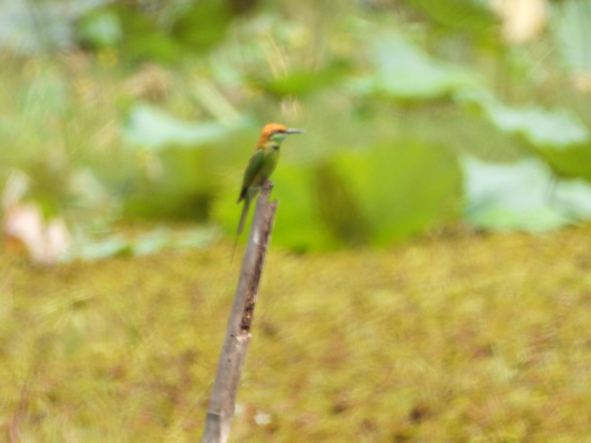 Asian Green Bee-eater - phitchayapha sinthipho