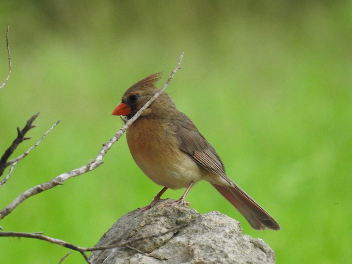 Northern Cardinal - Wendi Leonard