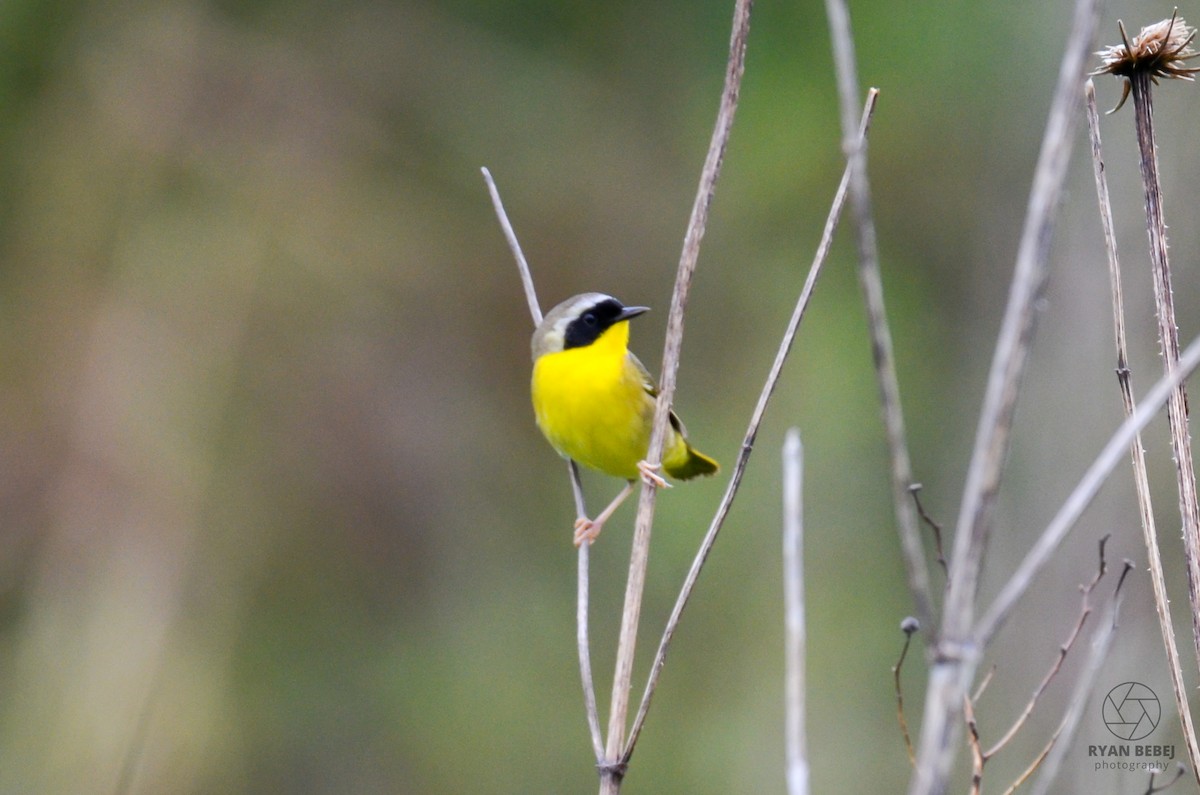 Common Yellowthroat - Ryan Bebej