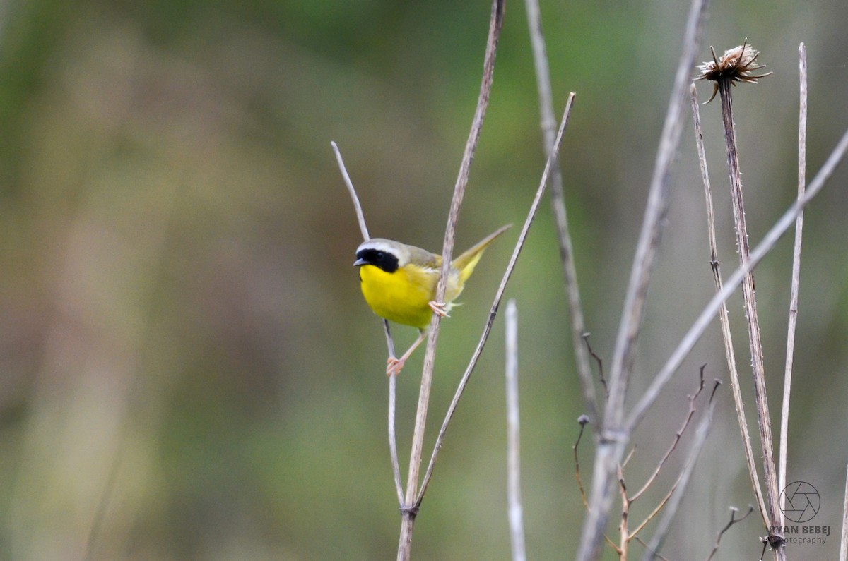 Common Yellowthroat - Ryan Bebej