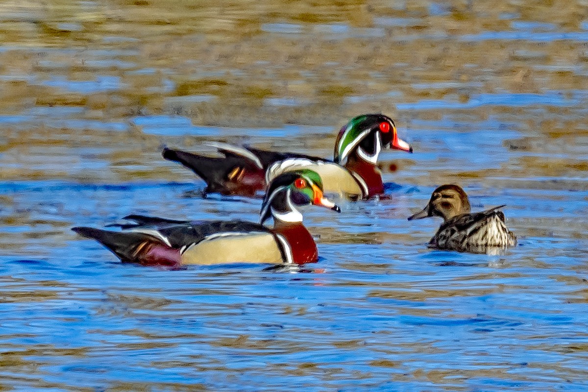 Wood Duck - ML618861021
