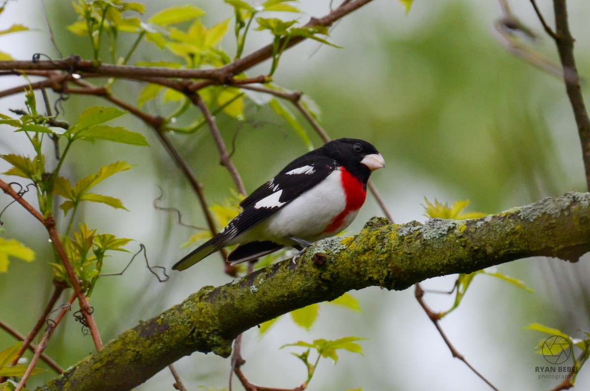 Rose-breasted Grosbeak - Ryan Bebej