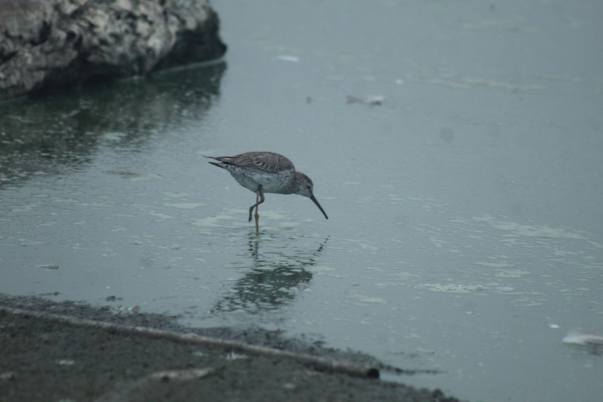 Stilt Sandpiper - Rosario Guardiola