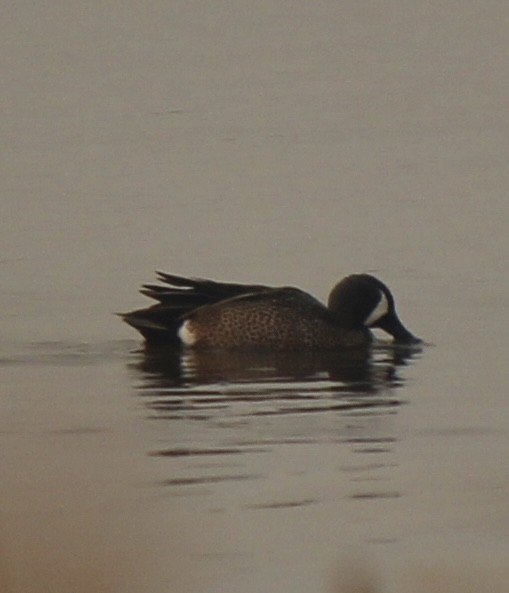 Blue-winged Teal - Amy Ressler-Williams