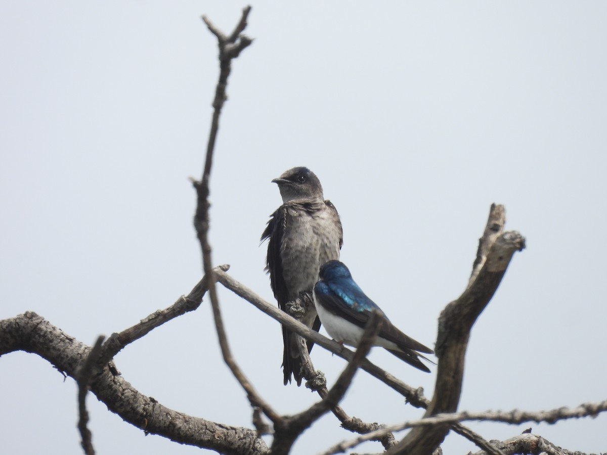 Purple Martin - Jay Solanki