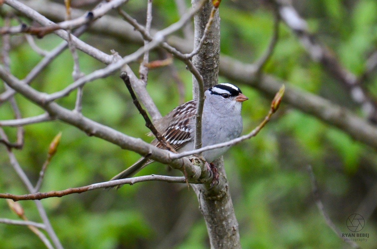 White-crowned Sparrow - Ryan Bebej