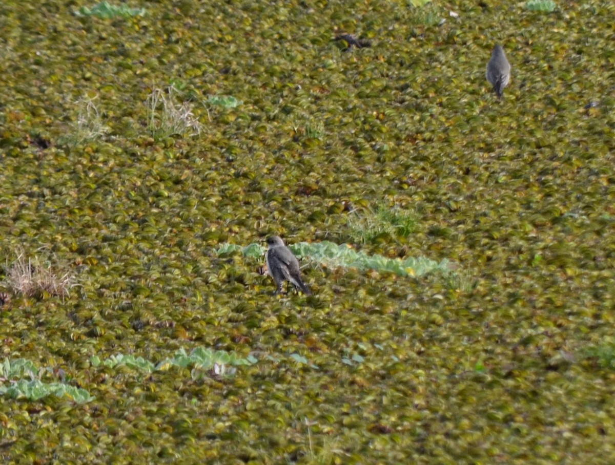 Dark-faced Ground-Tyrant - Iván Eroles