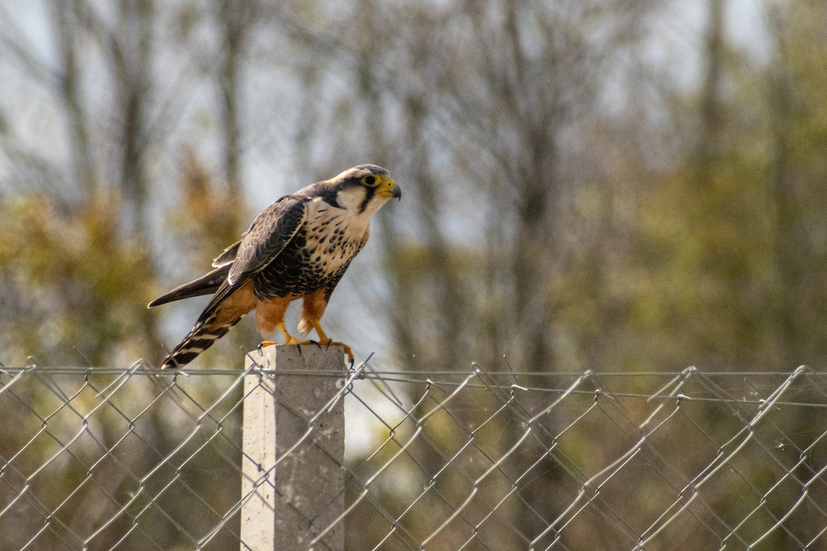 Aplomado Falcon - Ezequiel Racker