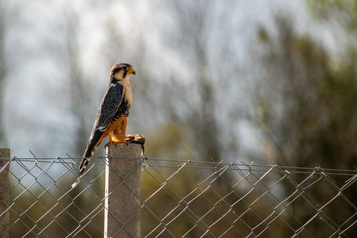 Aplomado Falcon - Ezequiel Racker