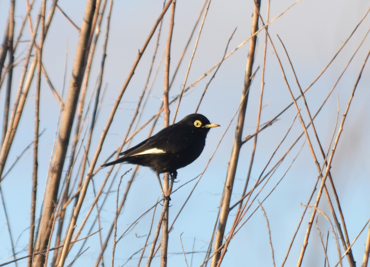 Spectacled Tyrant - Iván Eroles