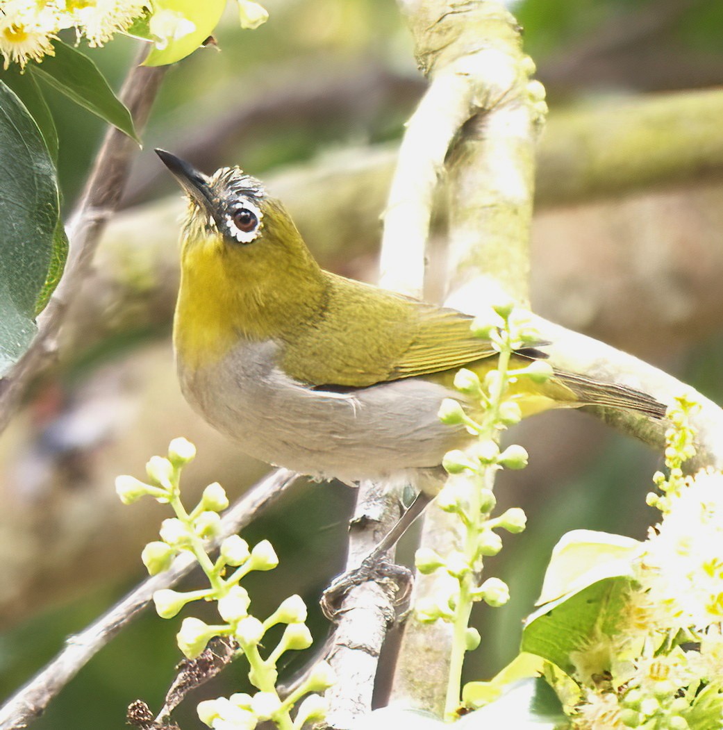 Swinhoe's White-eye - DAB DAB