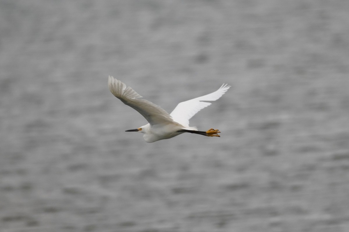 Snowy Egret - Kristy Dhaliwal