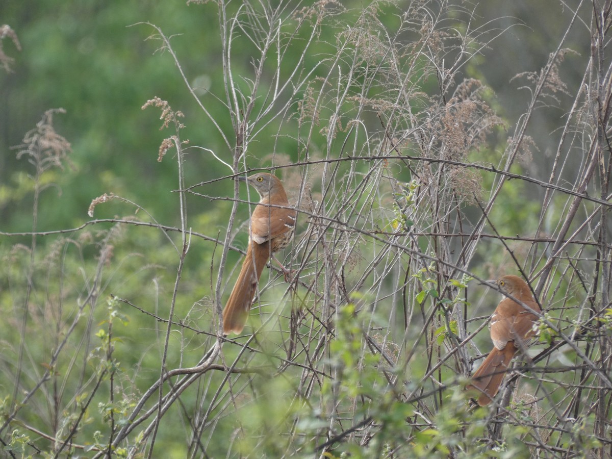 Brown Thrasher - Carlo Lindner