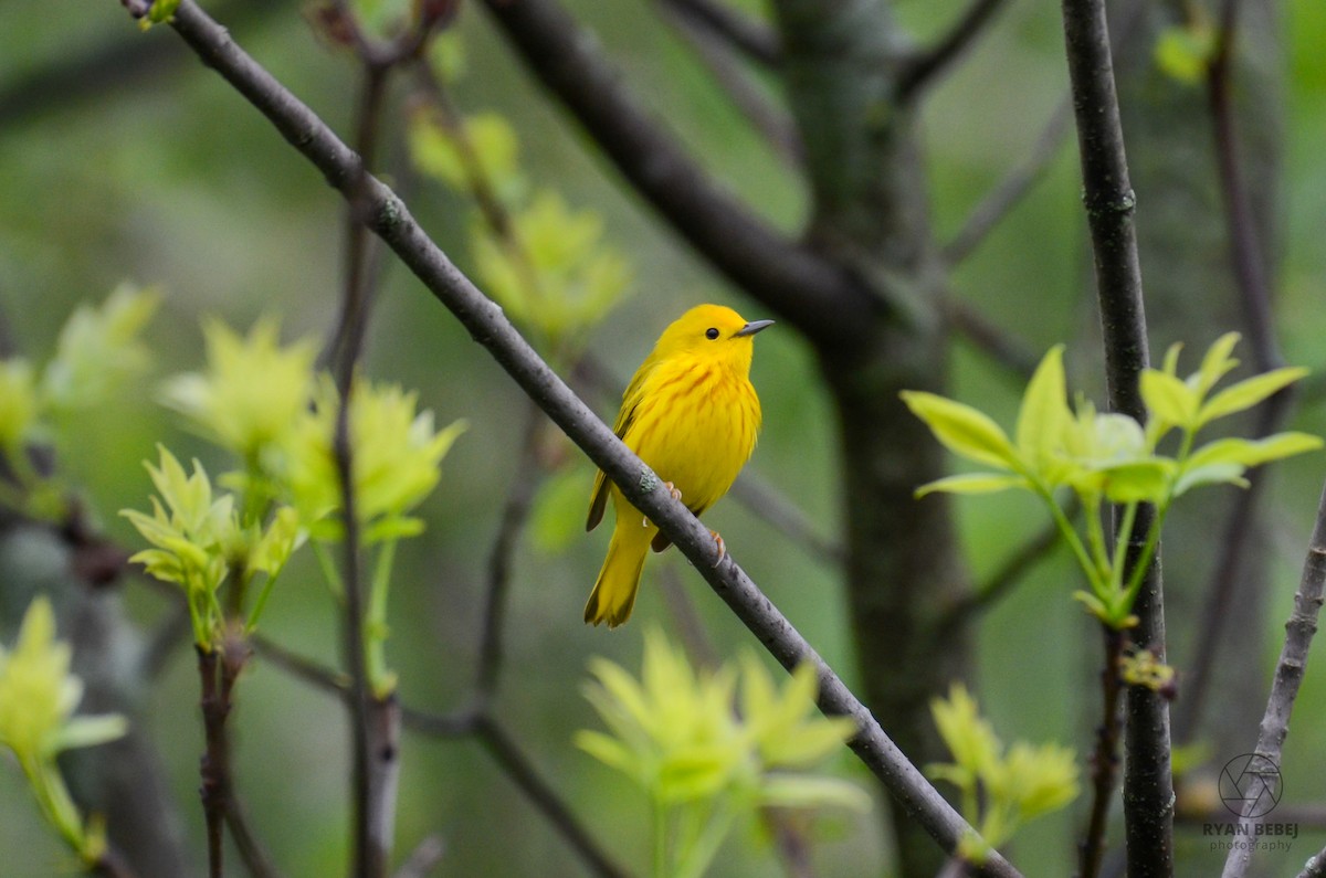 Yellow Warbler - Ryan Bebej