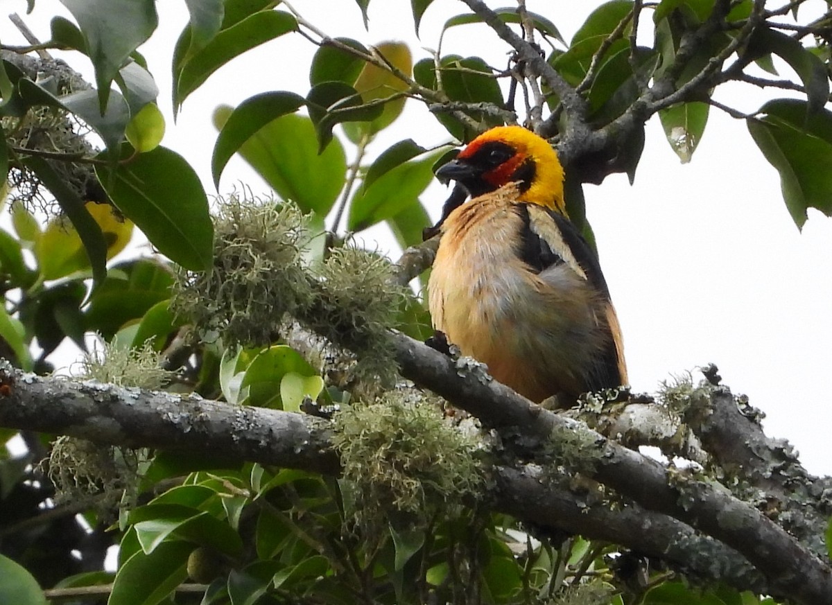 アカガオフウキンチョウ（parzudakii／urubambae） - ML618861152