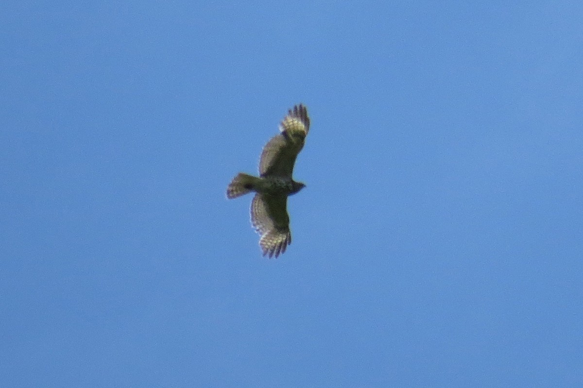 Red-shouldered Hawk - Mayuko Fujino