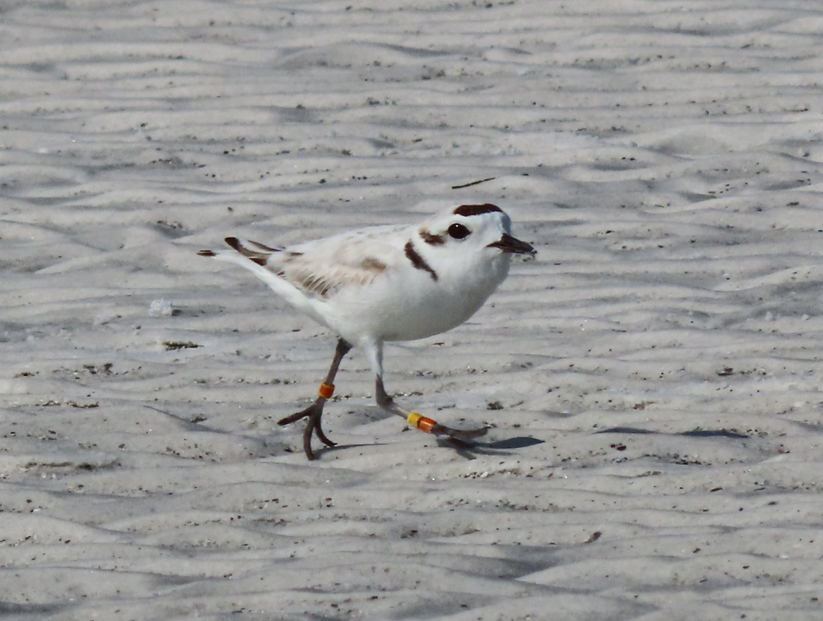 Snowy Plover - Johnny Owens