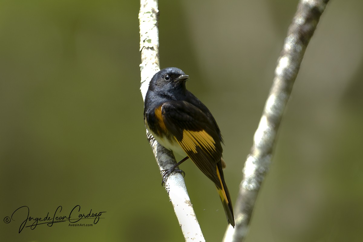 American Redstart - ML618861163