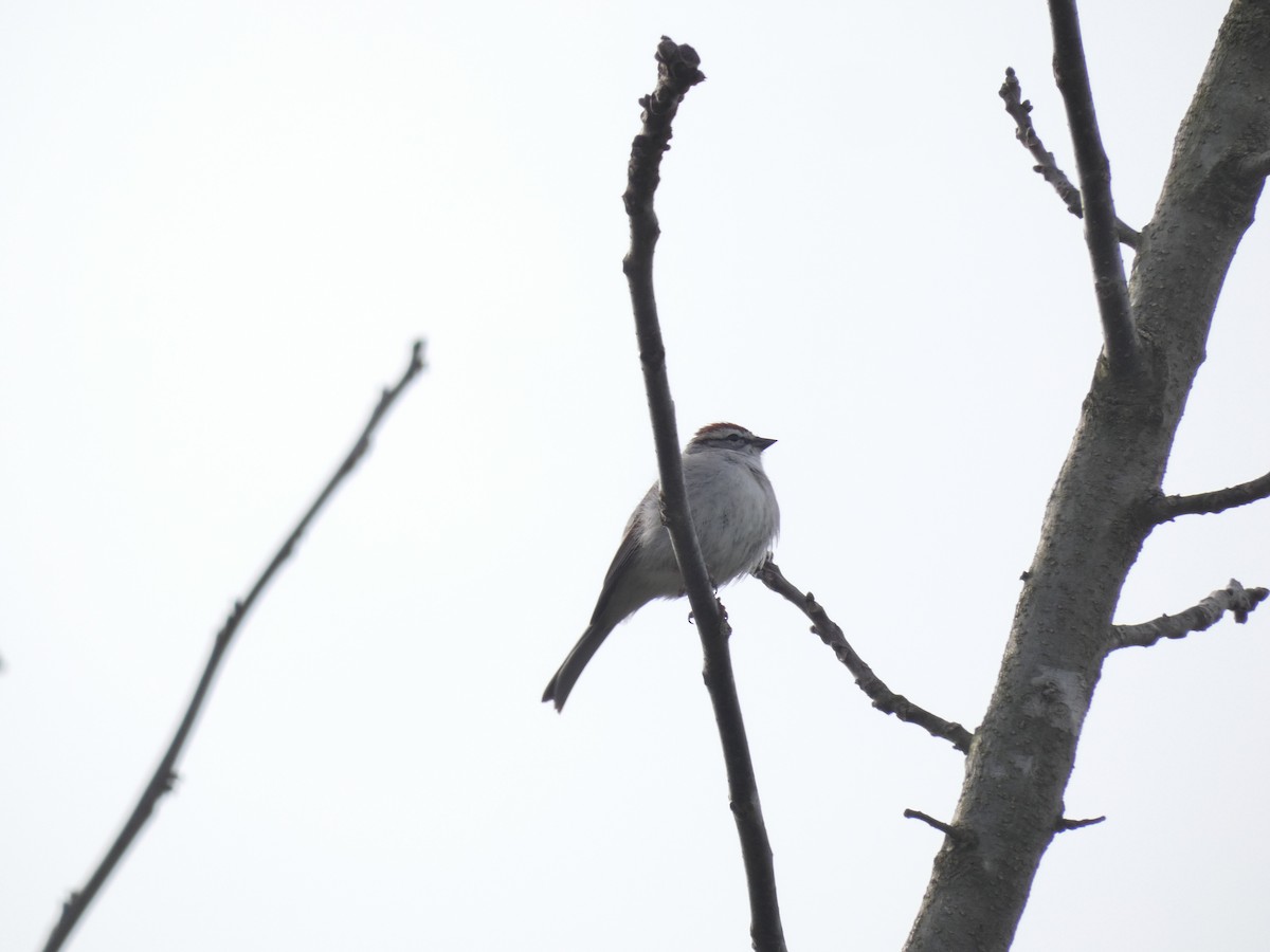 Chipping Sparrow - Carlo Lindner