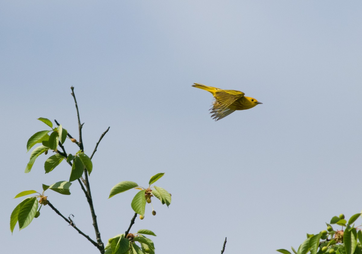 Yellow Warbler - Mike Fialkovich