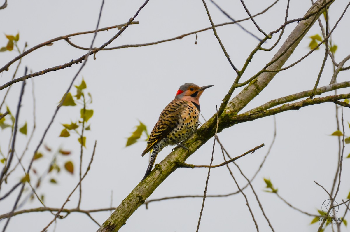 Northern Flicker - Ryan Bebej