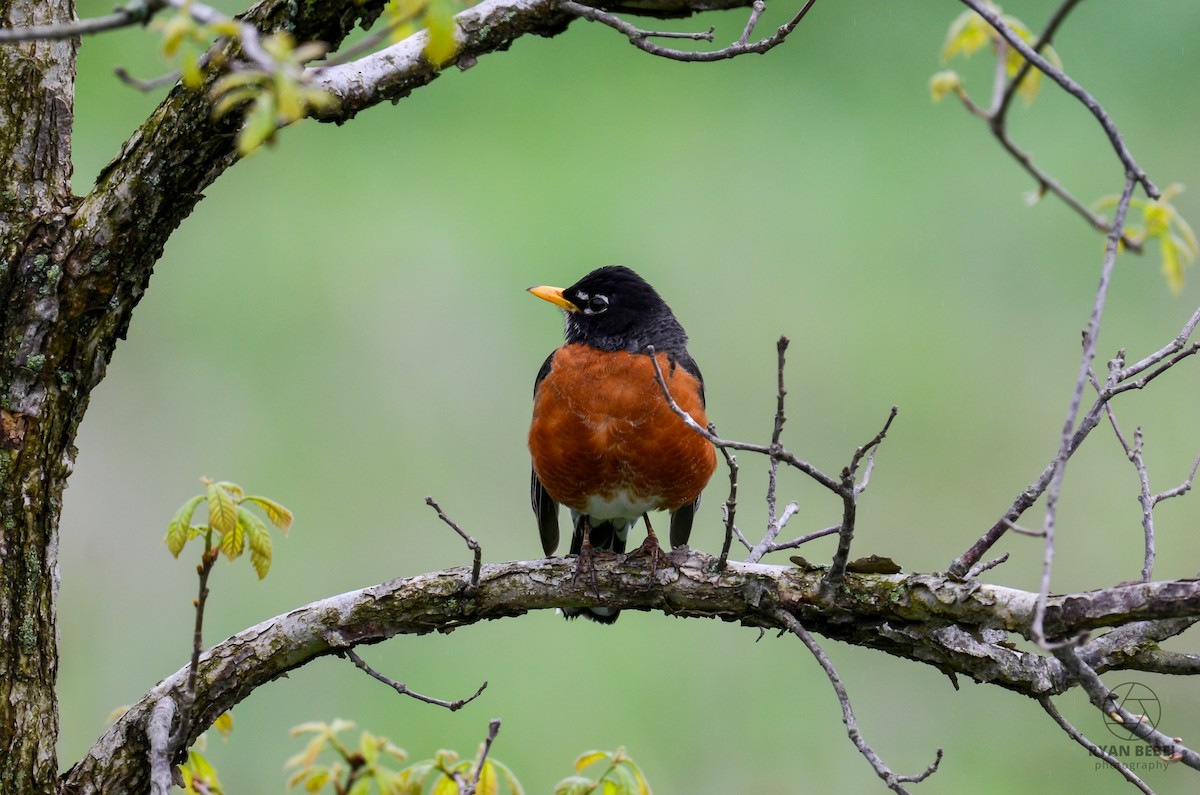 American Robin - Ryan Bebej