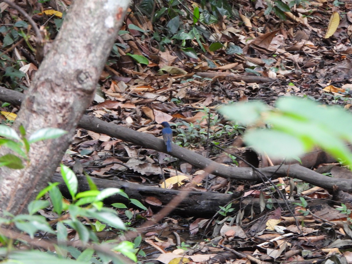 Hainan Blue Flycatcher - ML618861190