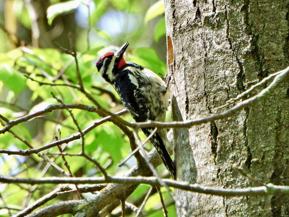 Yellow-bellied Sapsucker - Jane Cullen