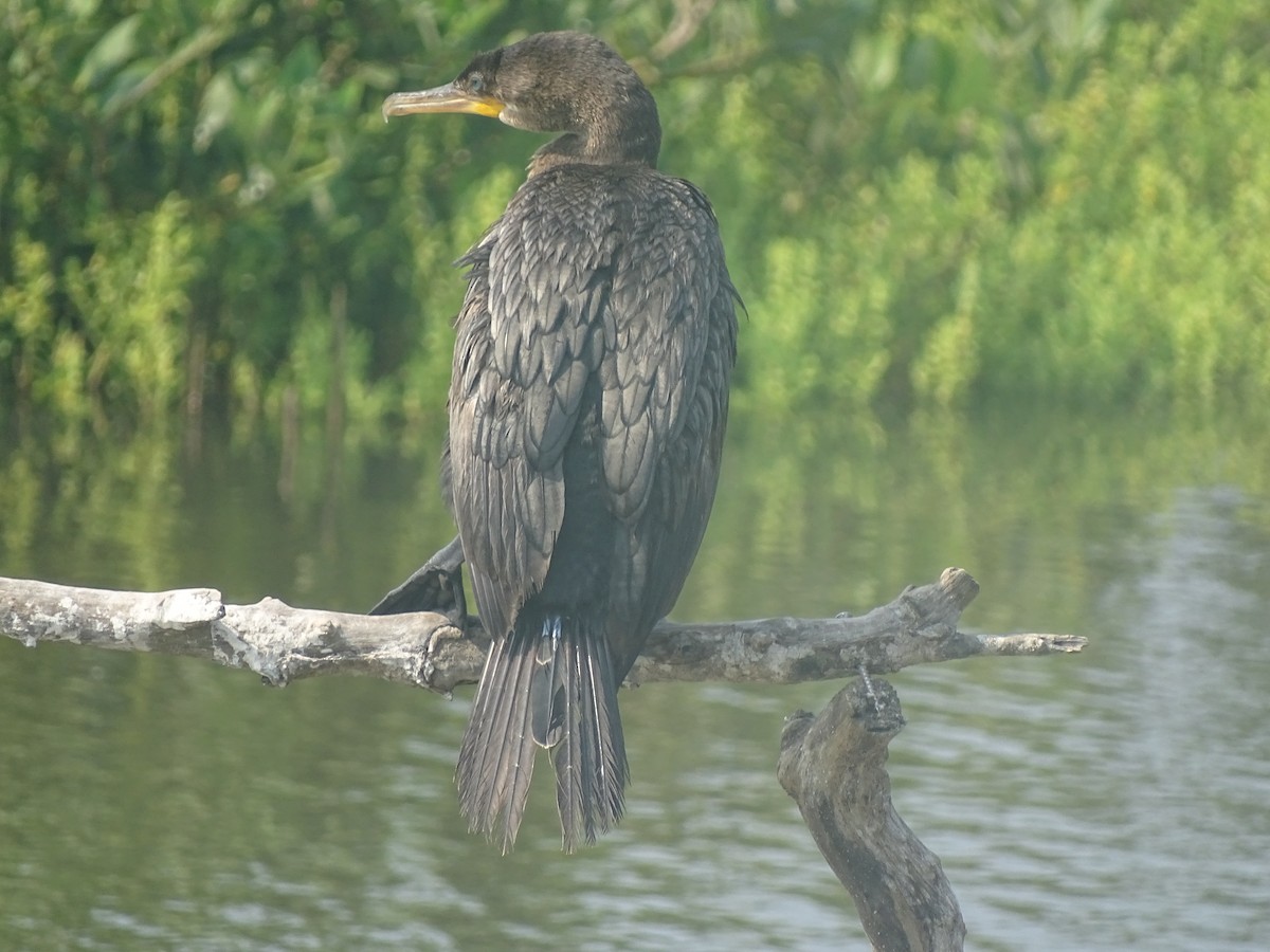 Neotropic Cormorant - Baylor Cashen