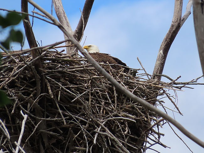 Bald Eagle - Nancy Anderson