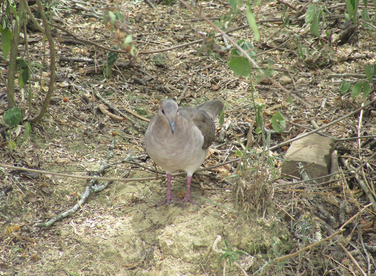 White-tipped Dove - ML618861198