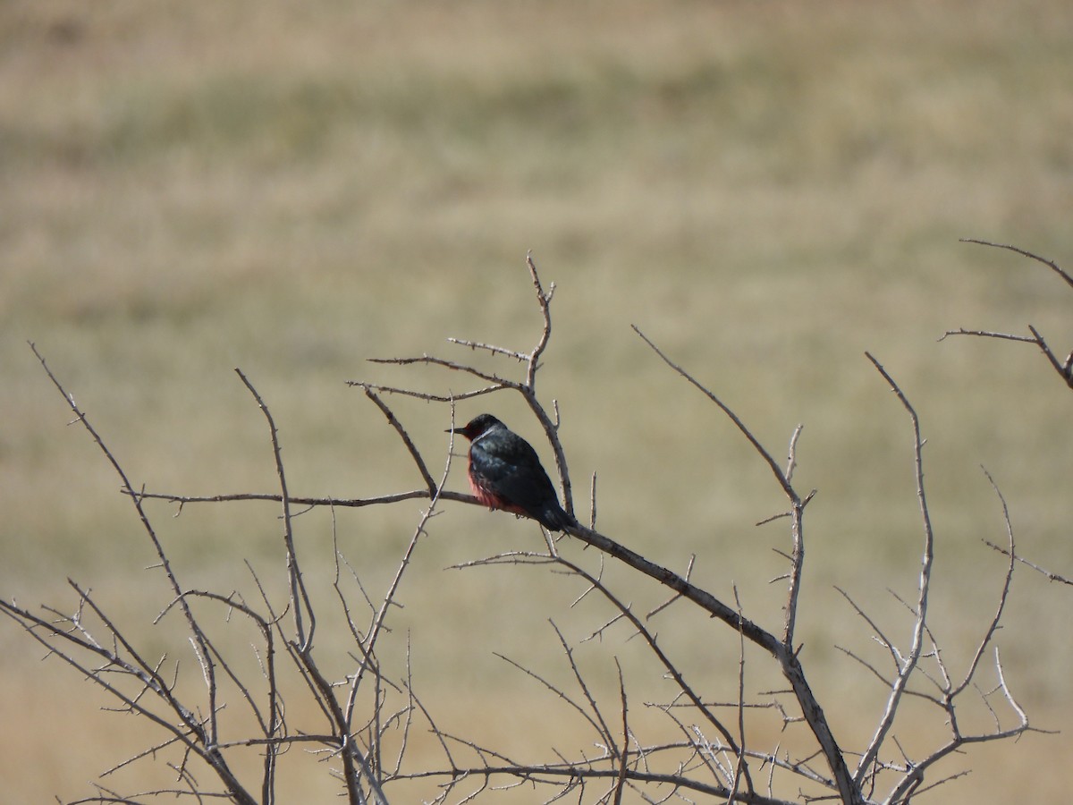 Lewis's Woodpecker - ML618861203