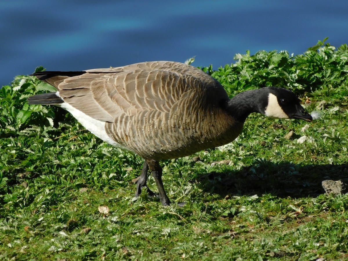 Cackling Goose - ML618861207