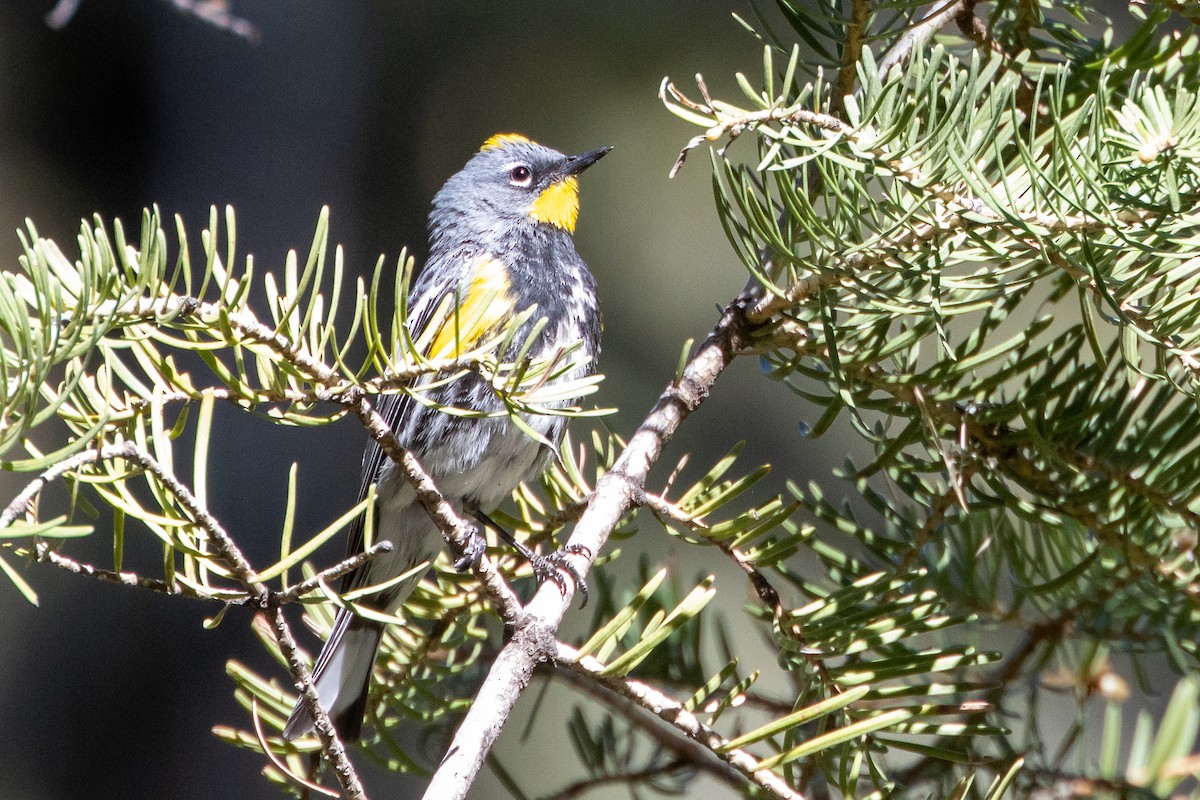 Yellow-rumped Warbler (Audubon's) - Robert Wheat