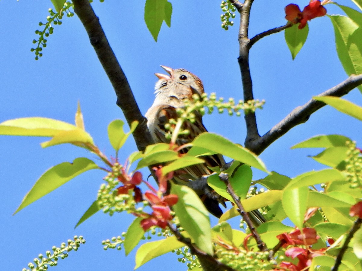 Field Sparrow - Jane Cullen