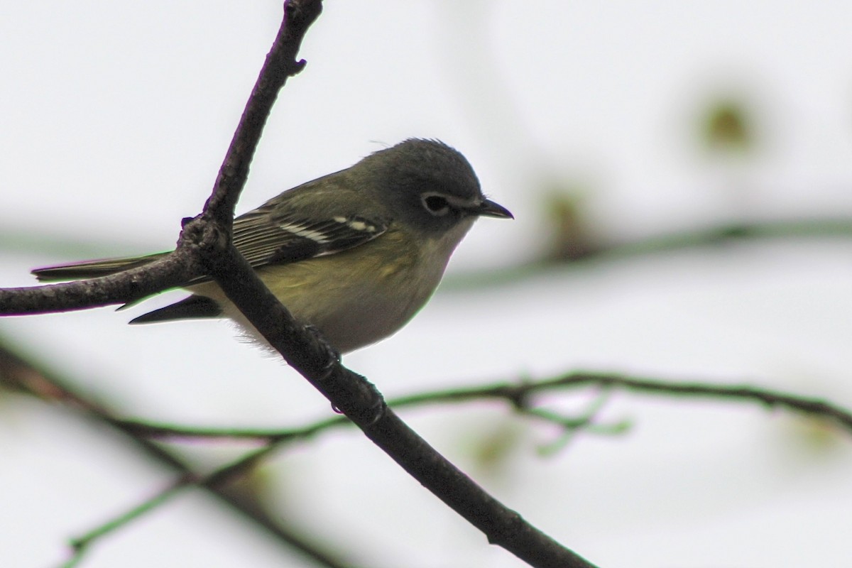 Blue-headed Vireo - Raphaël Millot