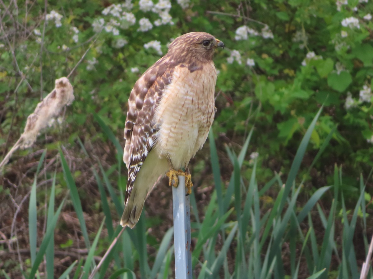 Red-shouldered Hawk - Ken Clark