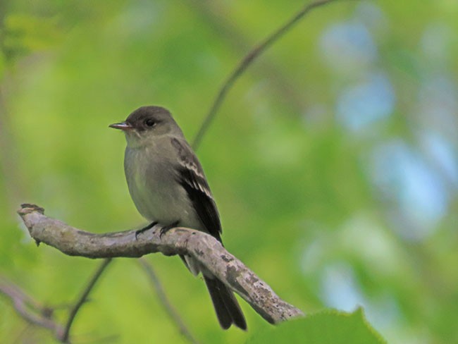 Eastern Wood-Pewee - Nancy Anderson