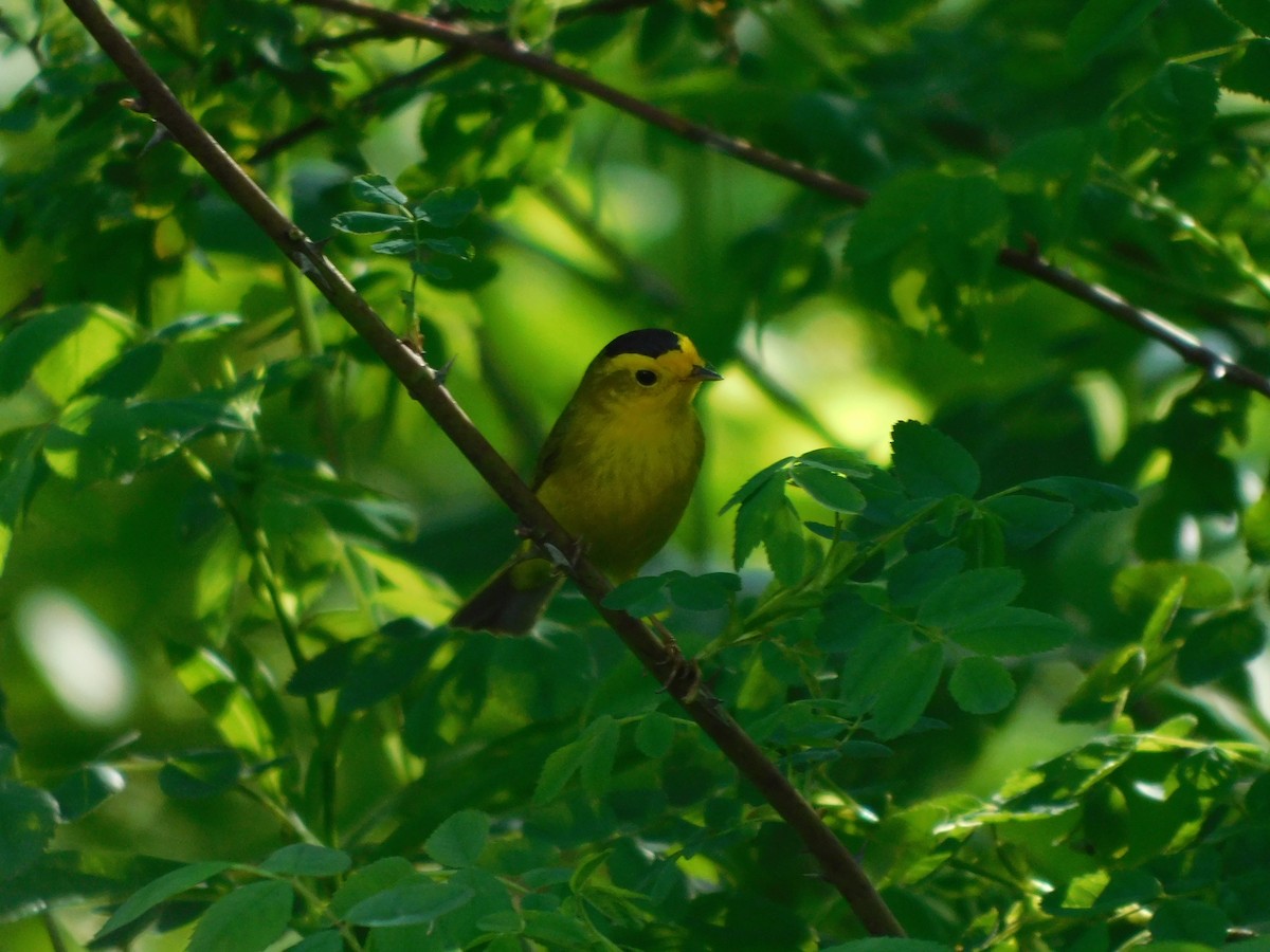 Wilson's Warbler - R. Morris