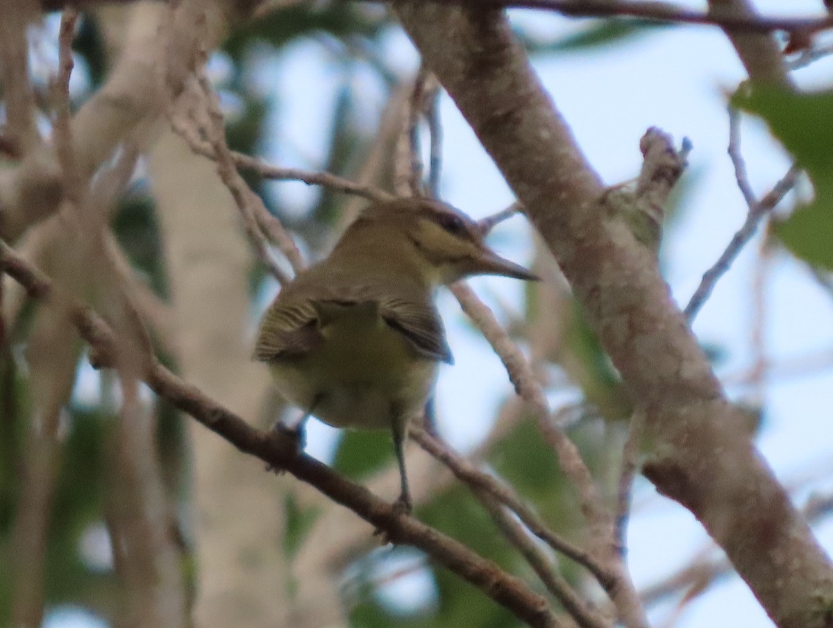 Black-whiskered Vireo - Johnny Owens