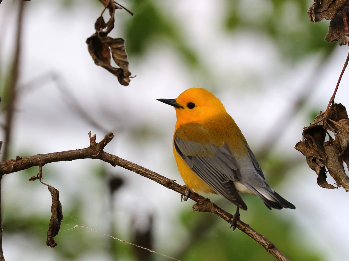 Prothonotary Warbler - Deborah Edwards-Onoro